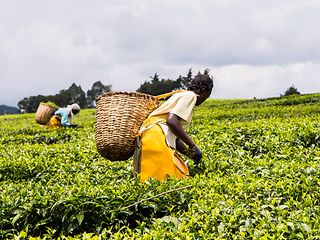 Teepflückerin auf einer Plantage.