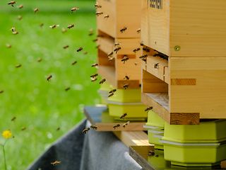 Digitaler Bienenstock